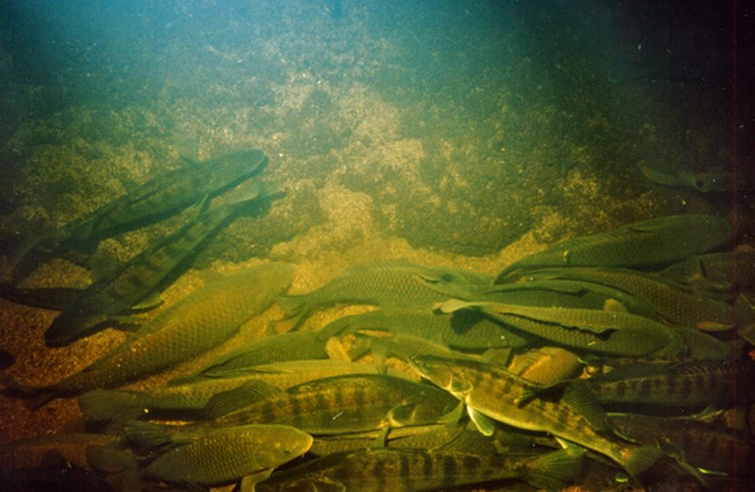 Рыбы Ока Фото